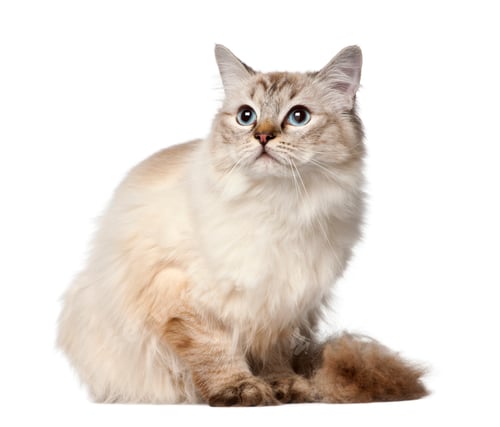 Preview: Ragdoll, 10 months old, sitting against white background