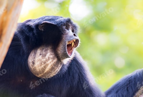 Preview: Howling siamang gibbon