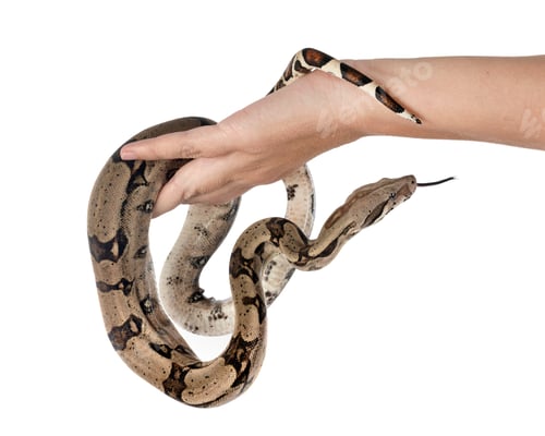 Preview: Boa imperator in studio