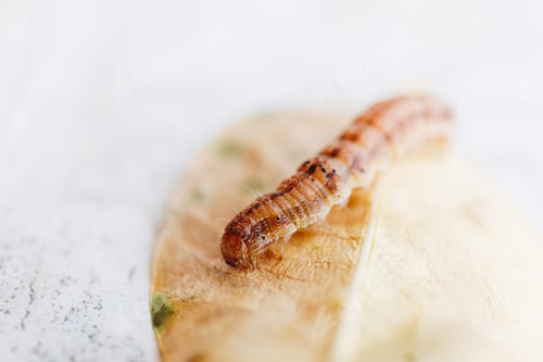 Preview: macro shot of a little orange caterpillar