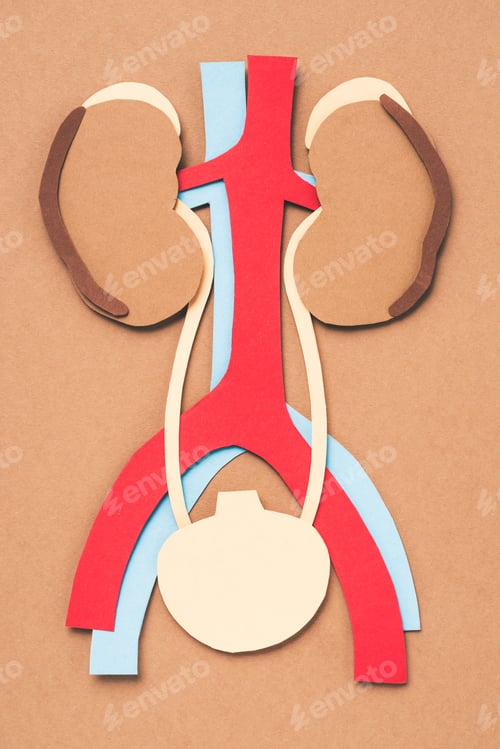 Preview: view from above of human internal organs on brown