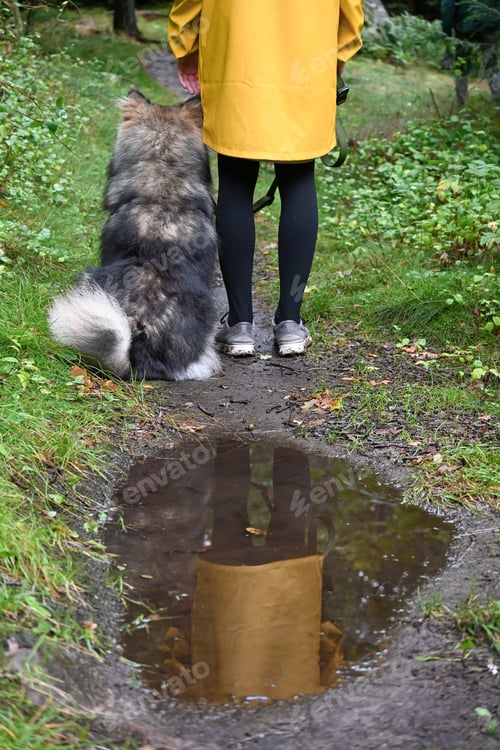 Preview: A young woman or girl in a yellow rain coat and a dog sitting beside her, reflection in a puddle
