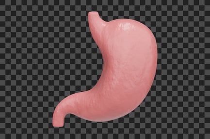Preview: Stomach
