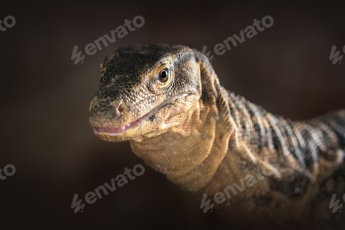Preview: Asian Water Monitor lizard (Varanus salvator)