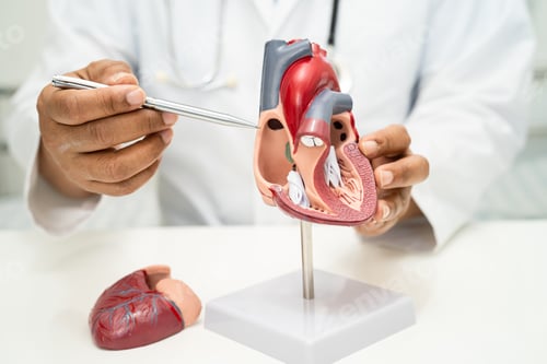 Preview: Cardiovascular disease CVD, Asian doctor holding human anatomy model for learn