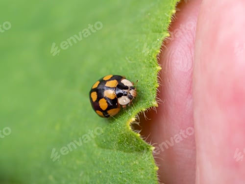Preview: Close up of Asian lady beetle