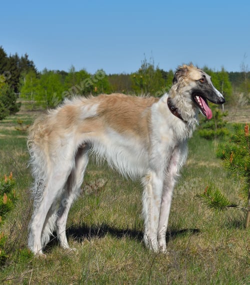 Preview: Hunting russian wolfhound dog