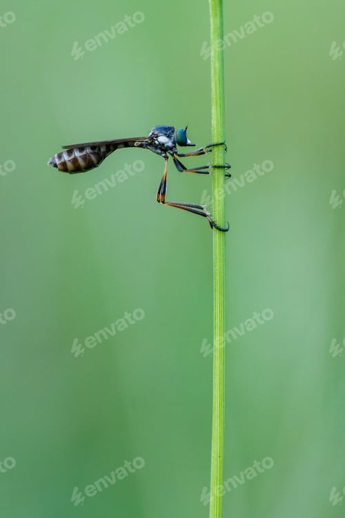Preview: asilidae