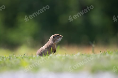 Preview: Funny ground squirrel
