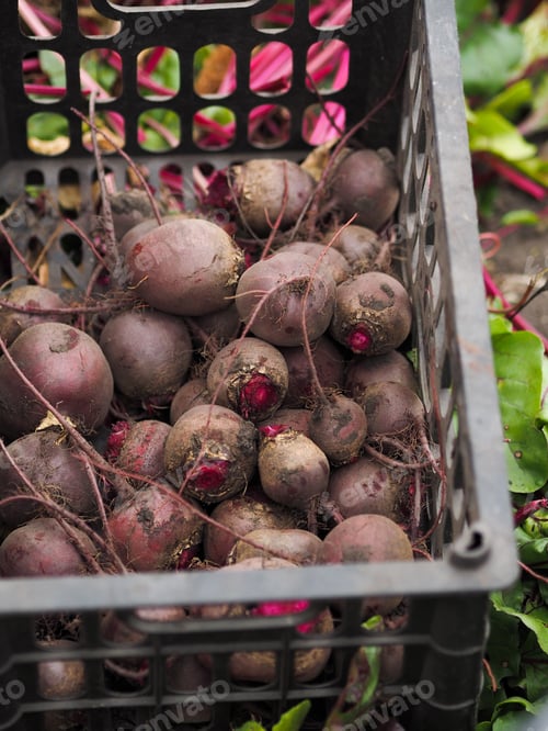 Preview: Fresh harvest of beets stands in a black box in the garden.