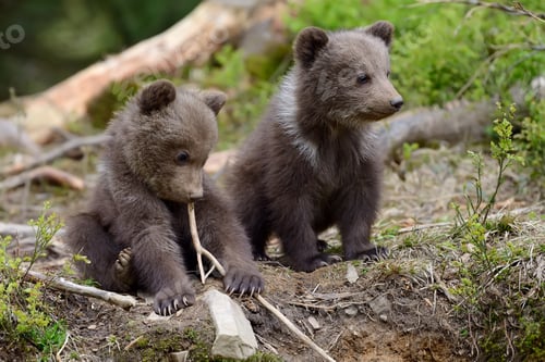 Preview: Brown bear cub