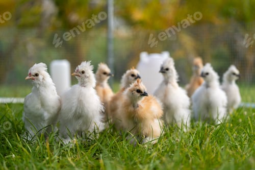 Preview: Keeping domestic chicken in free range chicken coop on home backyard.