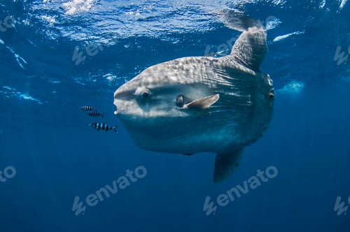 Preview: Underwater view of mola mola, ocean sunfish, Magadalena bay, Baja California, Mexico