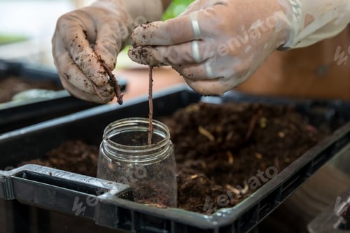 Preview: Earthworms on hand for organic fertilizer farming concept