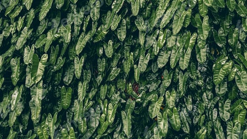 Preview: Tropical dark green leaves nature concepts background .