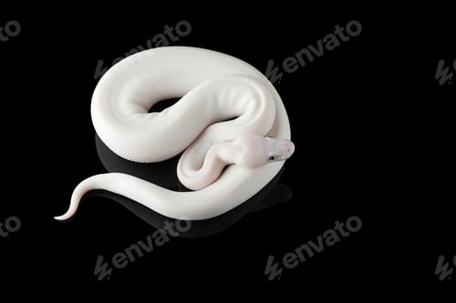 Preview: White snake ball royal python isolated on black background