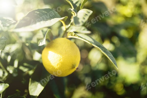Preview: Bergamot Orange Tree in Calabria