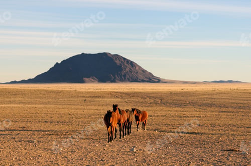 Preview: Wild horses of the Namib