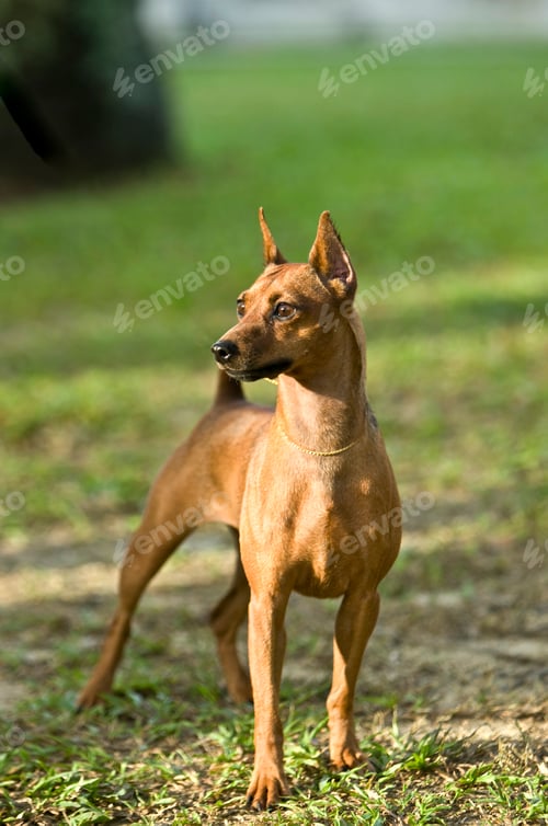 Preview: Miniature Pinscher having fun in the park