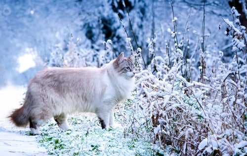 Preview: birman cat in nature