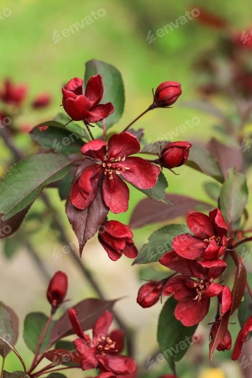 Preview: Natural green background with lush Malus Radiant red flowers on the branches