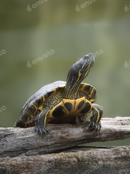 Preview: A turtle stretches its neck on dry wood outdoors
