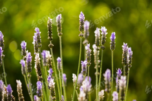 Preview: Lavander flowers