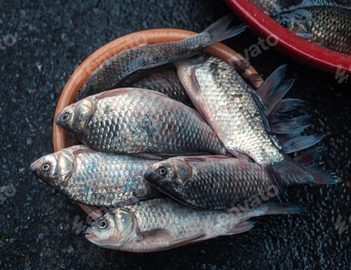 Preview: many different kinds of fish in a bowl on a table