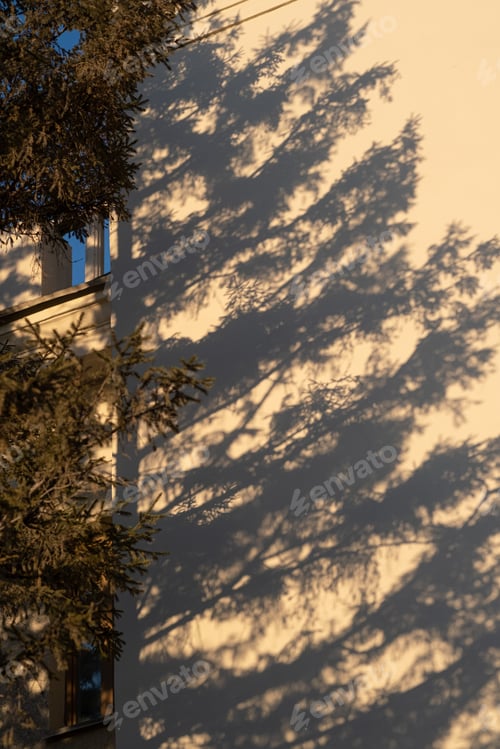 Preview: The shadow of a fir tree on the wall in the light of the setting sun.