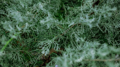 Preview: Blue juniper creeping shrub background. Branch close up of horizontalis bush.