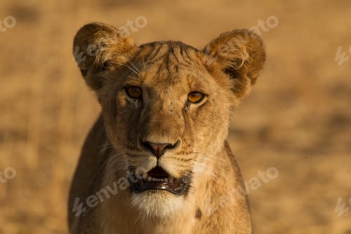 Preview: Lion, Panthera leo, Tarangire National Park, Tanzania