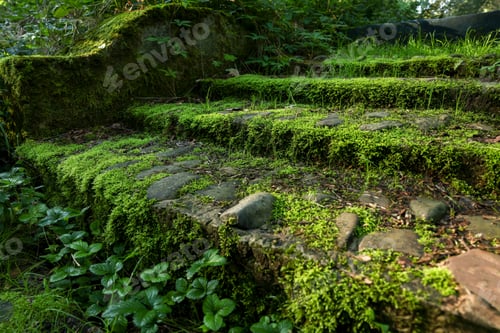 Preview: Stone stairs overgrown with green moss outdoors