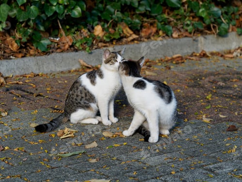 Preview: Cute public kittens loving eachother on the pavement