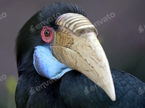Preview: Wreathed hornbill