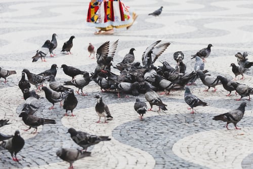 Preview: Pigeons in the street in Lisbon, Portugal