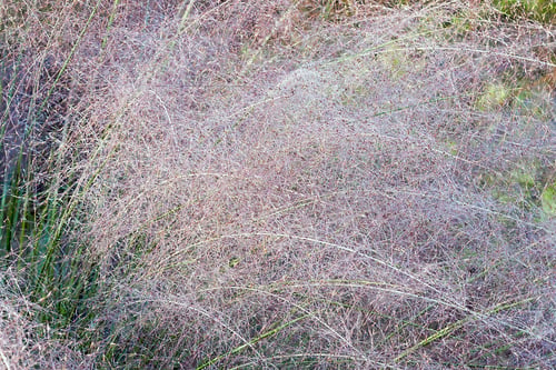 Preview: Hairawn Muhly (Muhlenbergia Capillaris). Called Gulf Muhly Also
