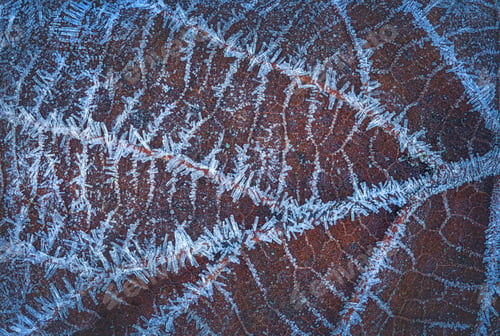 Preview: Frosty Leaf Veins in Winter Season