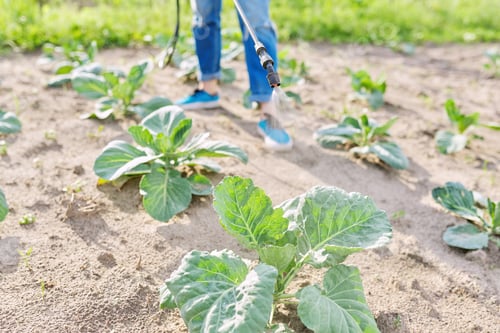 Preview: Woman farmer with backpack manual sprayer protecting young cabbage plants
