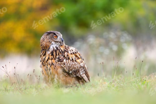 Preview: Autumn portrait of an eurasian eagle-owl sitting on the ground and looking back