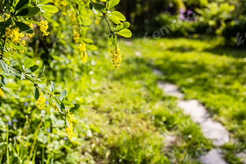 Preview: yellow flowers of barberry tree lit by setting sun