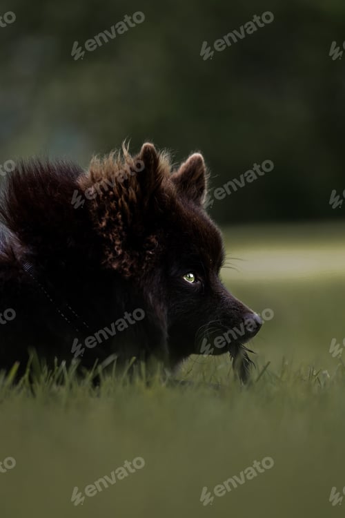 Preview: Vertical shot of a Swedish Lapphund on the blurry background