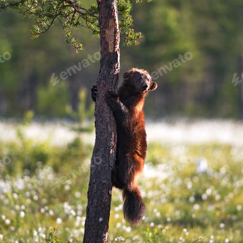 Preview: Closeup of a grizzly bear trying to climb up a tree in a forest on a sunny day in Finland