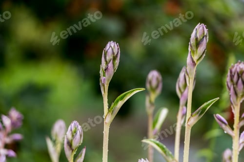 Preview: blooming hosta close up. exotic plants. natural floral background