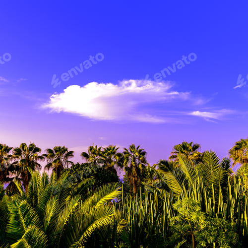 Preview: Canary Islands Tenerife Palms and green background minimal