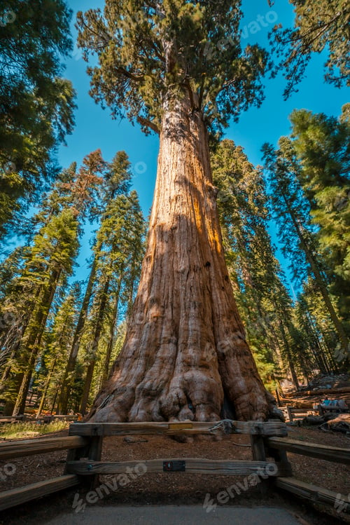 Preview: The giant tree General Sherman Tree in Sequoia National Park, California