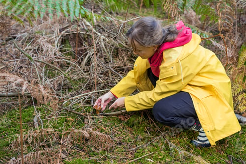 Preview: Mushroom picking season. Young woman in yellow raincoat with knife cutting mushroom in autumn forest