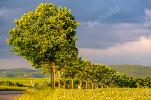 Preview: Rural road between fields in warm sunshine under dramatic sky