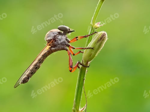 Preview: Robberfly