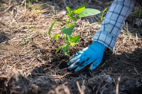 Preview: concept of hand planting trees increases oxygen and helps reduce global warming.