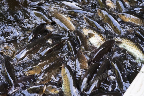 Preview: Kelah Fish at Kenyir Lake Kelah Sanctuary near Hulu Terengganu, Malaysia.